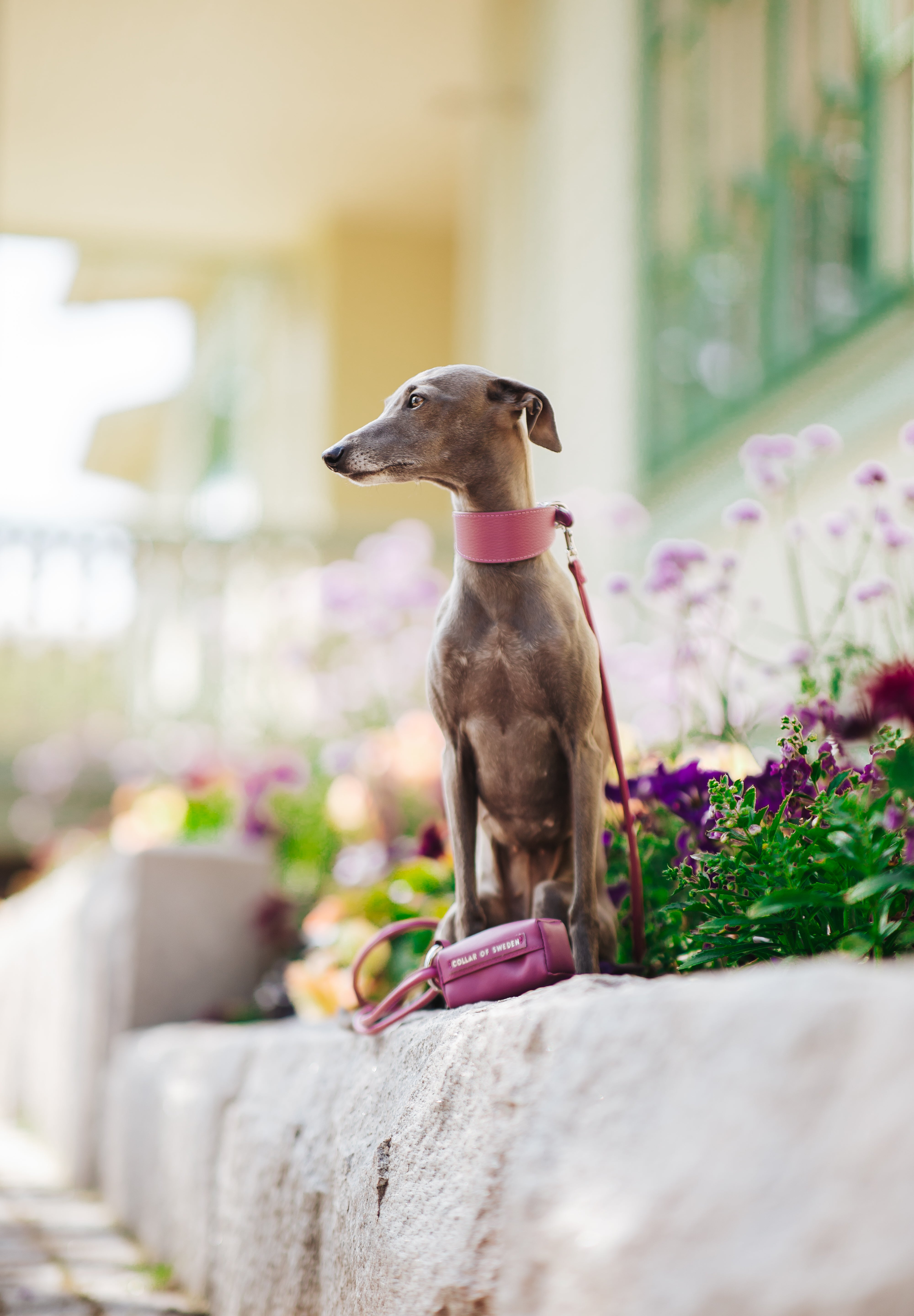 Purple Poop Bag Holder