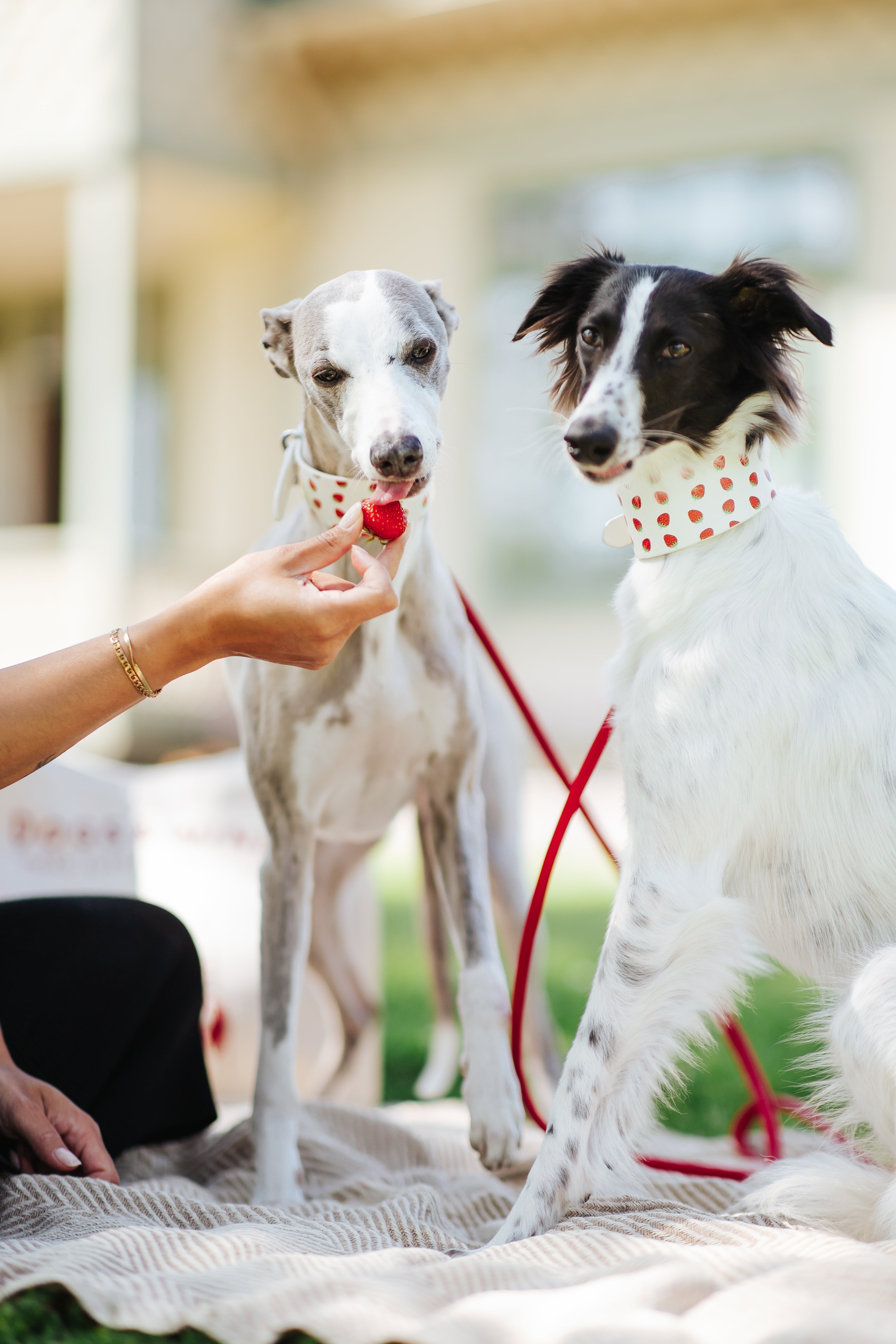 Strawberry Dog Collar Wide