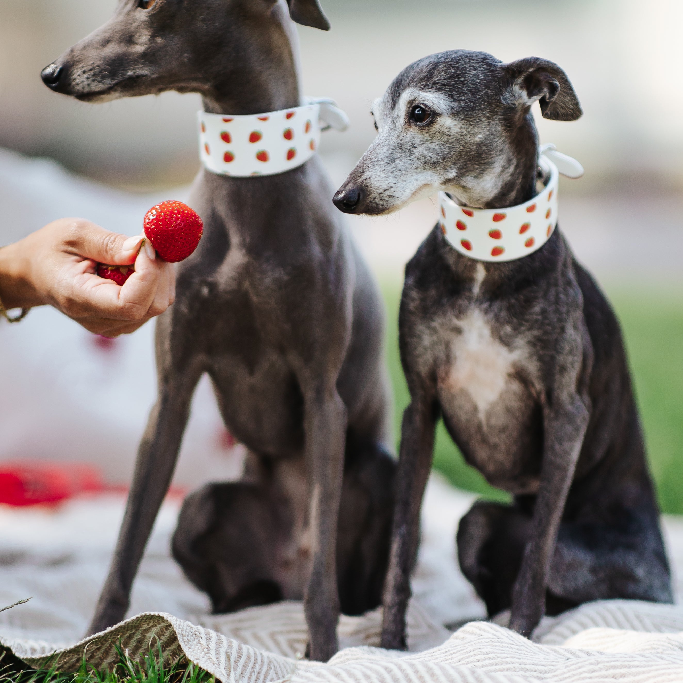 strawberry-xs-wide-italian-greyhounds-picnic.jpg