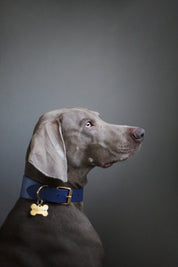 Dark Blue Dog Collar Wide