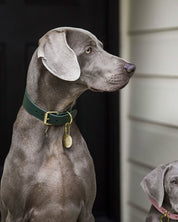 Dark Green Dog Collar Wide