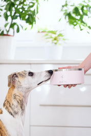 Light Pink Dog Bowl