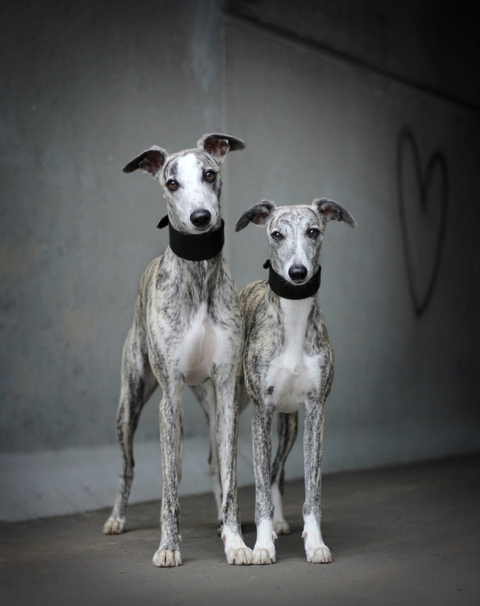 Black Dog Collar Wide