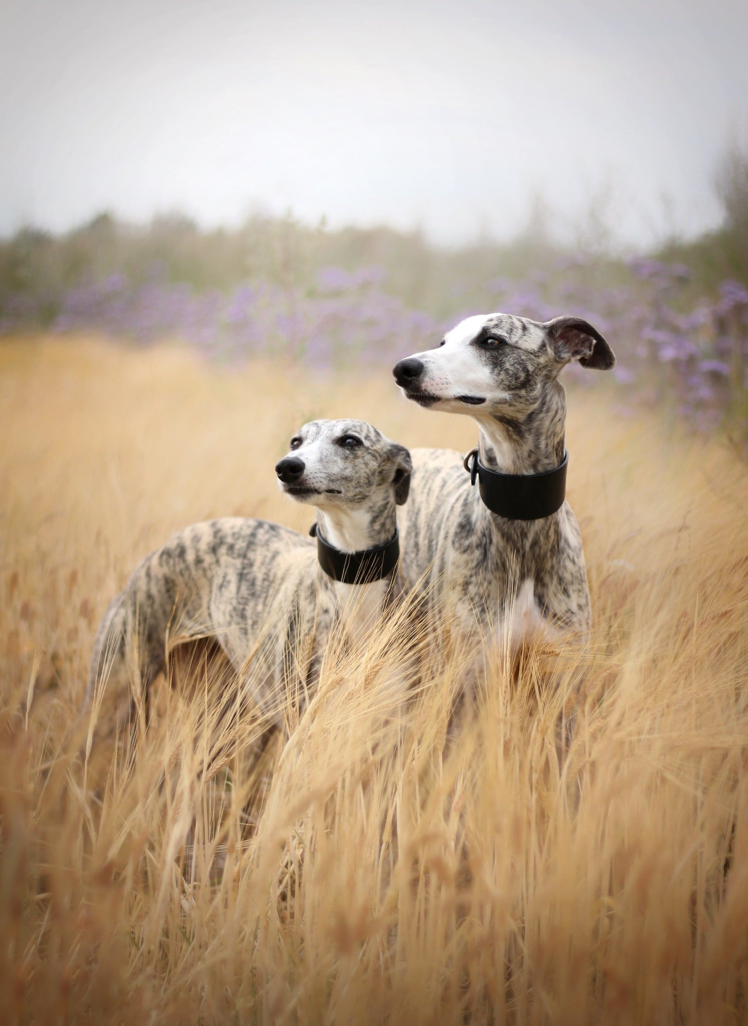 Black Dog Collar Wide