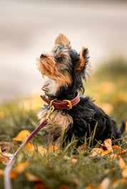 Burgundy Dog Collar Thin