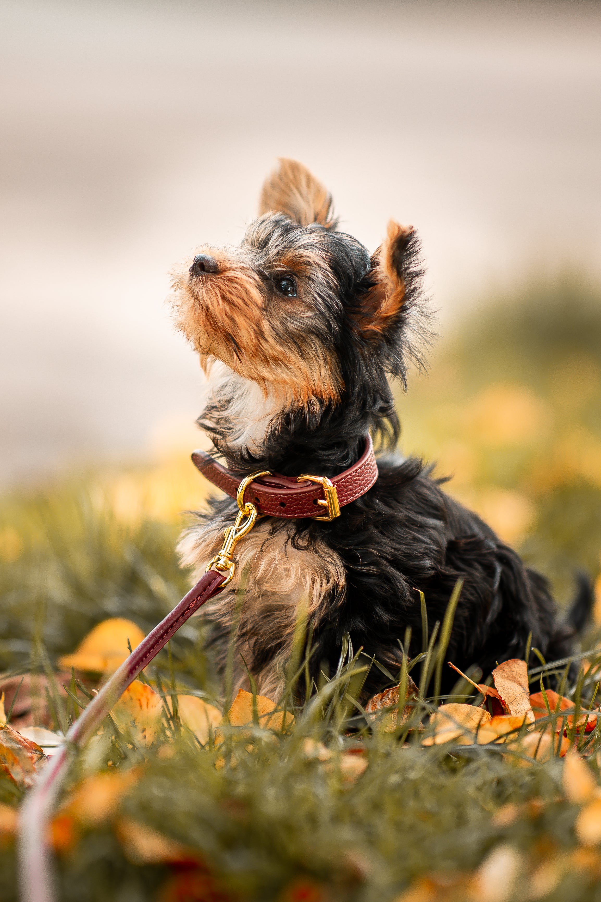 Burgundy Dog Collar Thin
